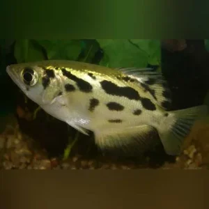 Burmese Archer Fish