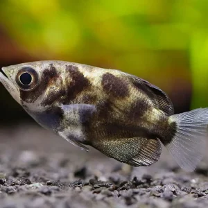 Burmese Cloud Archerfish (Toxotes blythii)