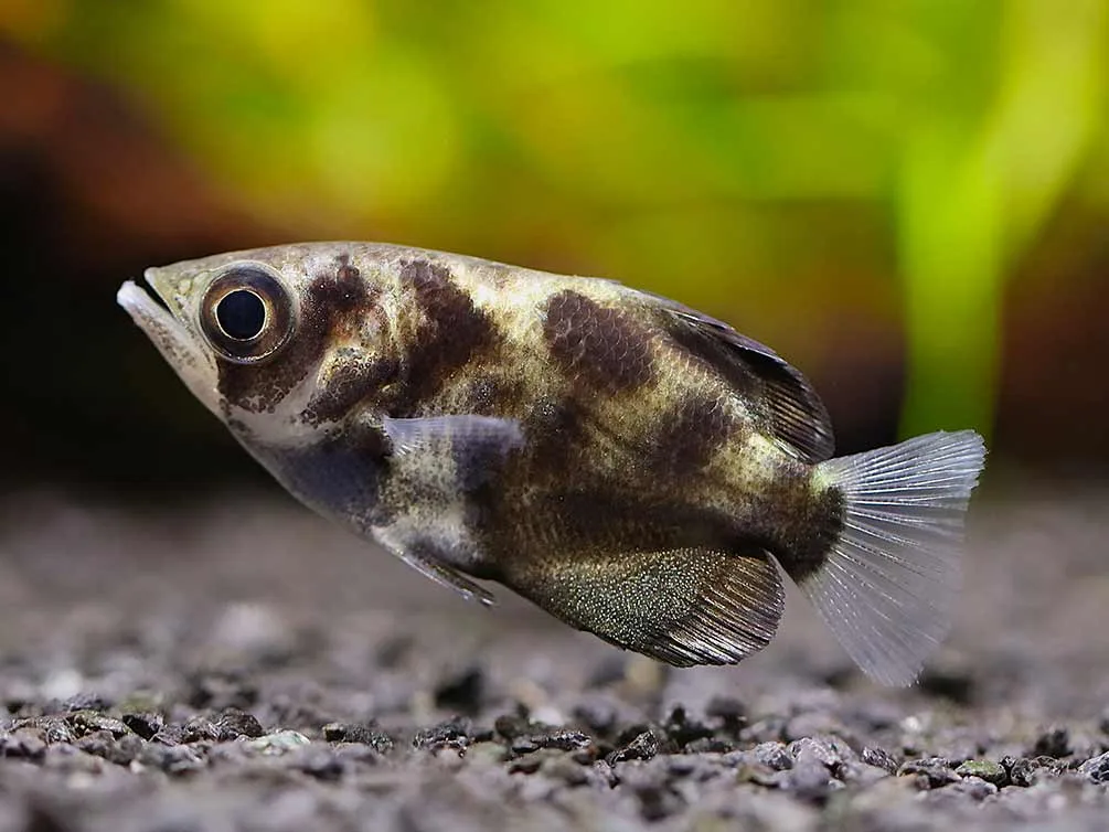 Burmese Cloud Archerfish (Toxotes blythii)