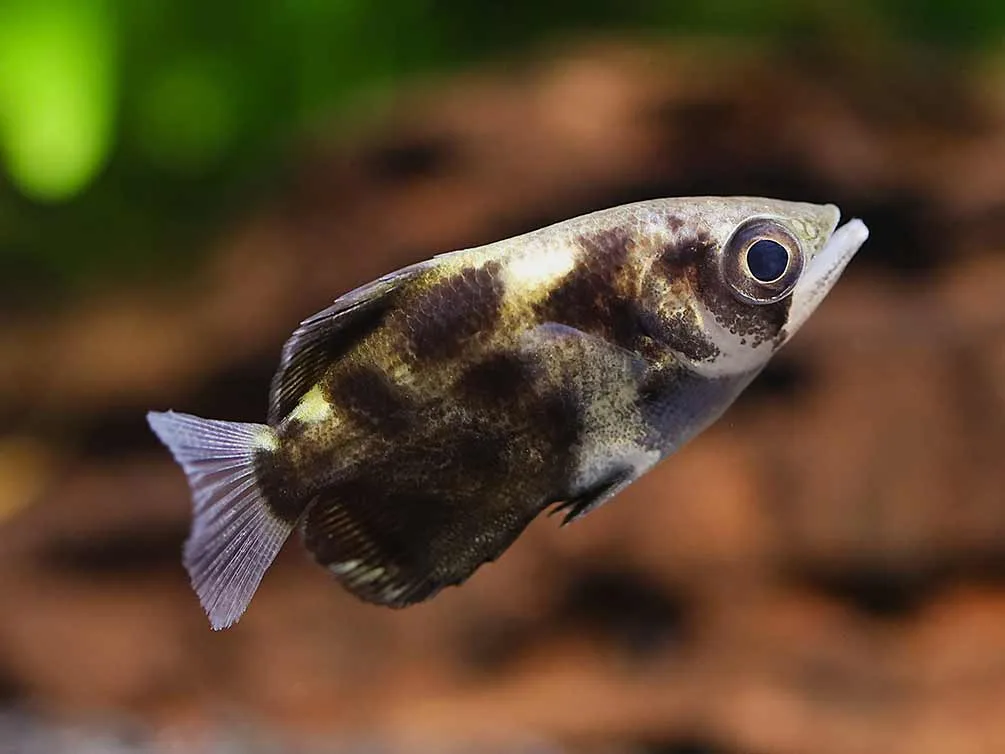 Burmese Cloud Archerfish (Toxotes blythii) - Image 2
