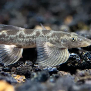 Burmese Lizard Hillstream Loach Vanmanenia (Annamia) sp