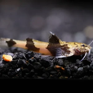 Burmese Marble Catfish (Akysis prashadi)
