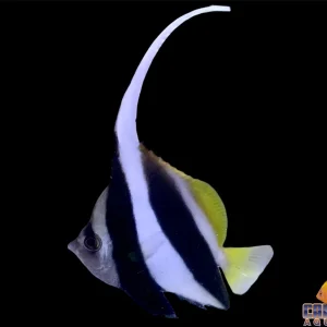 Butterfly - Heniochus Black & White Md/Lg