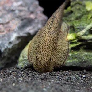 Butterfly Hillstream Loach (Beaufortia kweichowensis)