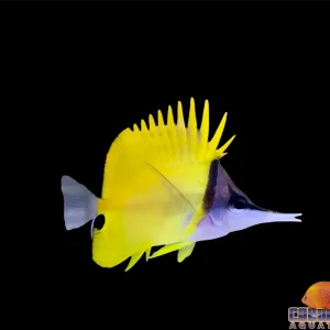 Butterfly - Longnose Yellow