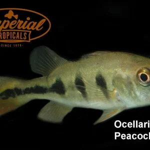 Butterfly Peacock Bass