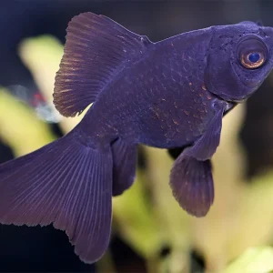 Butterfly Tail Black Moor Goldfish (Carassius auratus) – Tank Bred