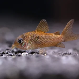 C005 Pantanalensis Cory (Corydoras pantanalensis)