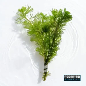 Cabomba Green (Cabomba Caroliniana)