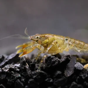 Cajun Dwarf Crayfish/Mini Lobster (Cambarellus shufeldtii), Tank-Bred!