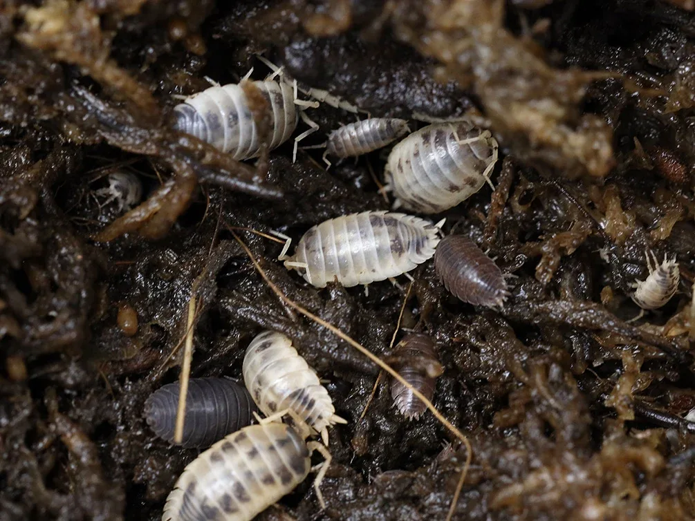 Cali Mix Isopods (Porcellio laevis 'Cali Mix') - Image 2