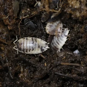 Cali Mix Isopods (Porcellio laevis 'Cali Mix')