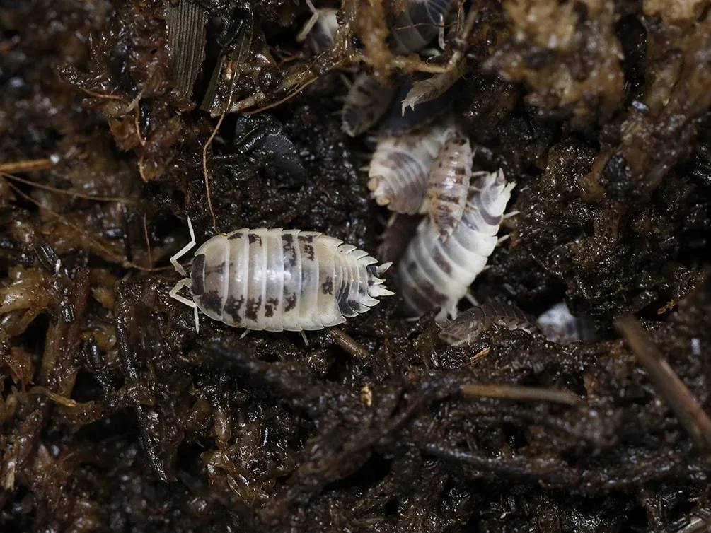 Cali Mix Isopods (Porcellio laevis 'Cali Mix')