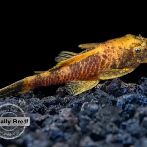 Calico Bristlenose Pleco (Ancistrus sp.), Locally-Bred