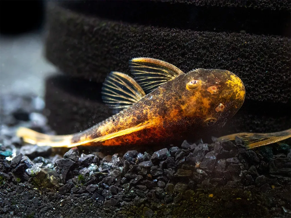 Calico Bristlenose Pleco (Ancistrus sp.) – Tank Bred - Image 2