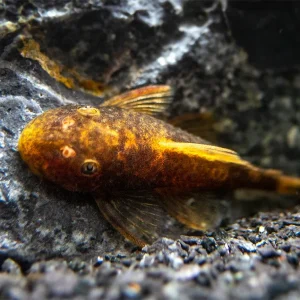 Calico Bristlenose Pleco (Ancistrus sp.) – Tank Bred