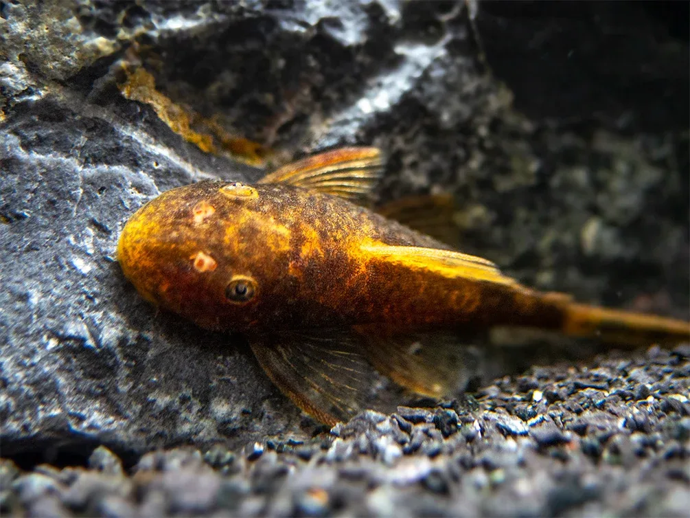 Calico Bristlenose Pleco (Ancistrus sp.) – Tank Bred