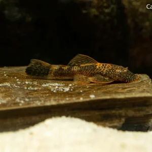 Calico Bushynose