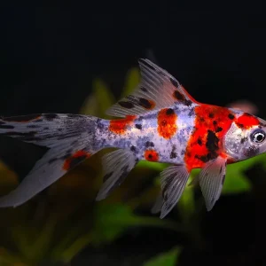 Calico Shubunkin Goldfish (Carassius Auratus) - Tank Bred