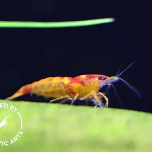 Calico Sunkist Shrimp (Neocaridina davidi) – Bred by Aquatic Arts