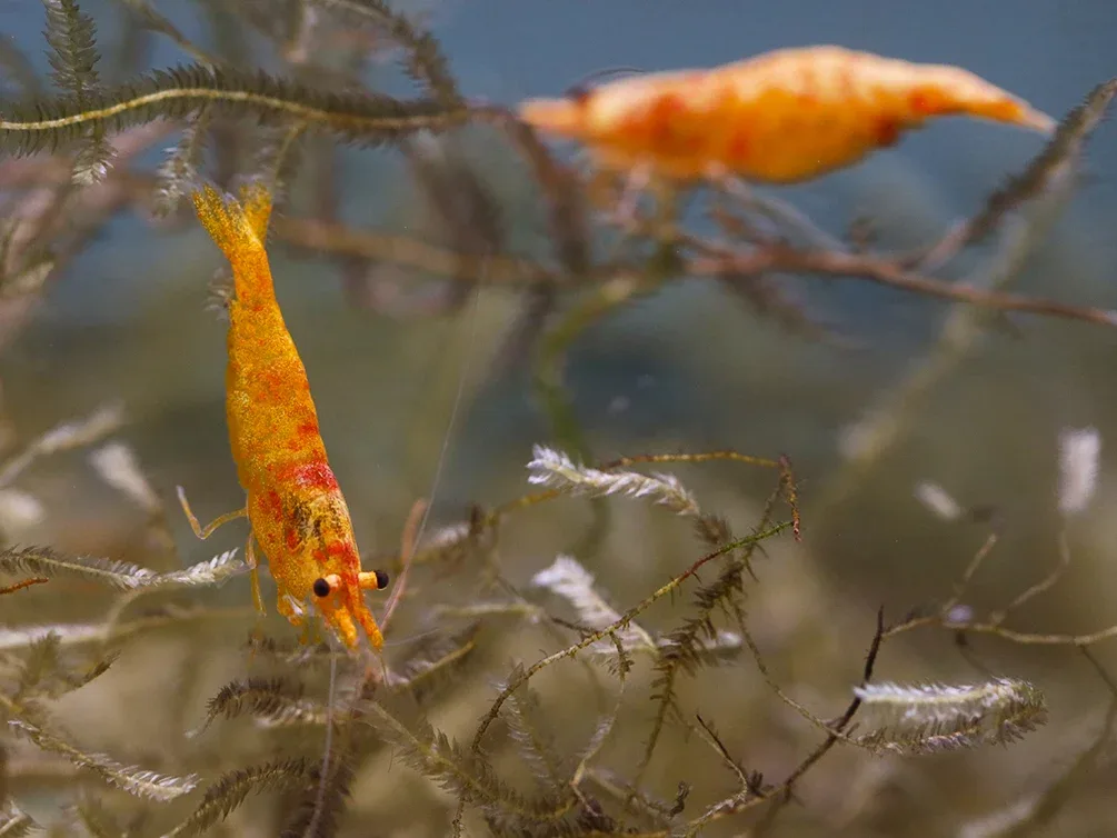 Calico Sunkist Shrimp (Neocaridina Davidi) Tank Bred - Image 2