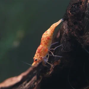 Calico Sunkist Shrimp (Neocaridina Davidi) Tank Bred