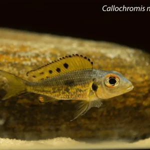 Callochromis melanostigma