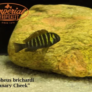 Canary Cheek Tropheus