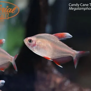 Candy Cane Tetra "HY511"