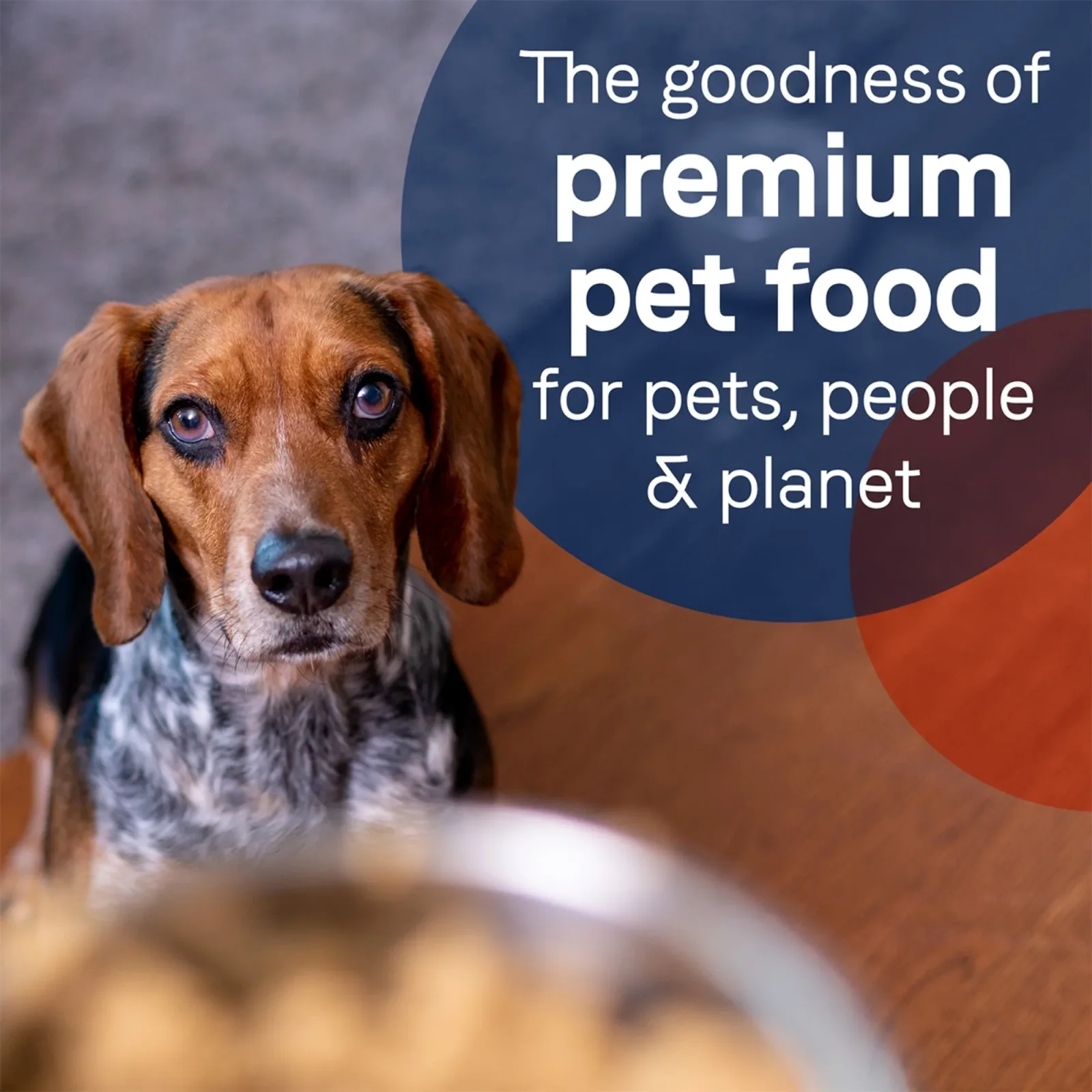 CANIDAE PURE Goodness GrainFree LID Canned Dog Food Salmon and Sweet Potato, 13 oz each, Case of 12 - Image 2