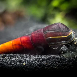 Cappuccino Spike Snail (Faunus ater)