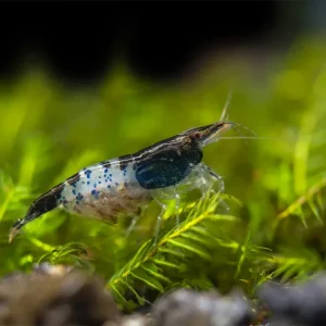 Carbon Rili Shrimp Breeder Combo Box