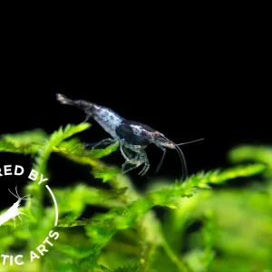 Carbon Rili Shrimp (Neocaridina davidi), BREDBY: Aquatic Arts