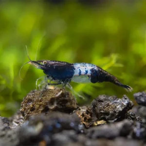 Carbon Rili Shrimp (Neocaridina davidi), Tank-Bred