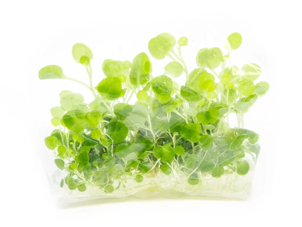 Cardinal Plant aka Cardinal Flower (Lobelia cardinalis) Tissue Culture - Image 2
