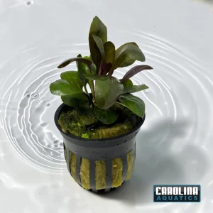Cardinal Plant Potted
