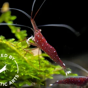 Cardinal Sulawesi Shrimp, BREDBY: Aquatic Arts Combo Box