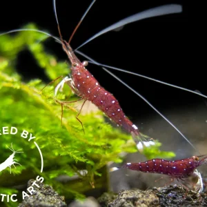 Cardinal Sulawesi Shrimp (Caridina dennerli), BREDBY: AQUATIC ARTS
