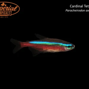 Cardinal Tetra (Paracheirodon axelrodi)