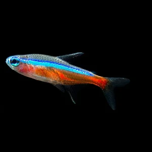 Cardinal Tetra (Paracheirodon axelrodi), Tank-Bred