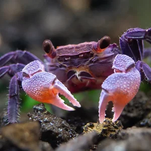 Carnival Vampire Crab (Geosesarma sp.)