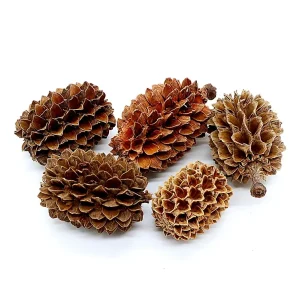 Casuarina Pine Pods (Casuarina equisetifolia)