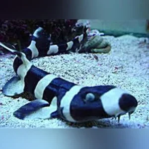 Cat Shark