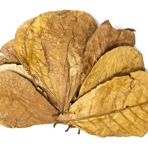 Catappa AKA Indian Almond Leaves