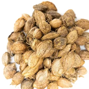 Catappa Fruit