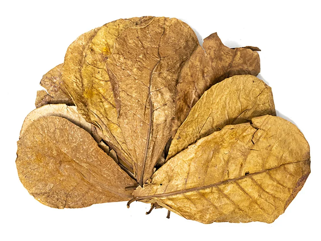 Catappa Tree Botanical Combo Pack - Image 2