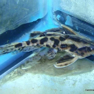 Catfish - Irwini Giant Talking 4-5in
