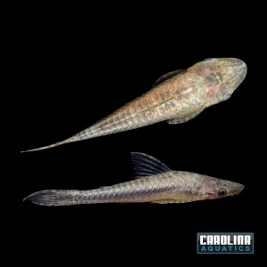 Catfish - Oto Giant 'Robocop' XL