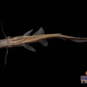 Catfish - Shovelnose Lima M/L