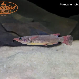 Celebes Halfbeak